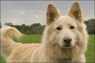 Quelle est la race de ce chien ?