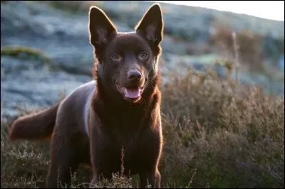 Quelle est la race de ce chien ?