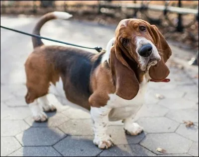 Quelle est la race de ce chien ?