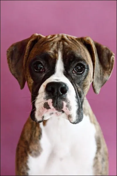 Quelle est la race de ce chien ?