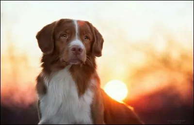 Quelle est la race de ce chien ?