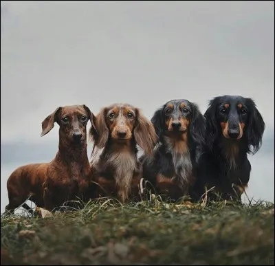 Quelle est la race de ce chien ?