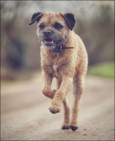 Quelle est la race de ce chien ?