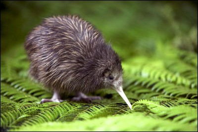 Cet animal se trouve en Nouvelle-Zélande.
C'est :