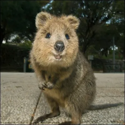 Cet animal se trouve en Australie.
C'est :