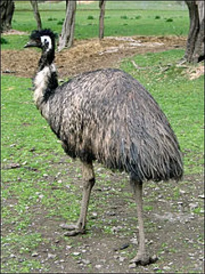 Cet animal se trouve en Australie.
C'est :