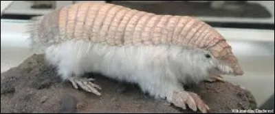 Cet animal se trouve en Afrique du Sud.
C'est :