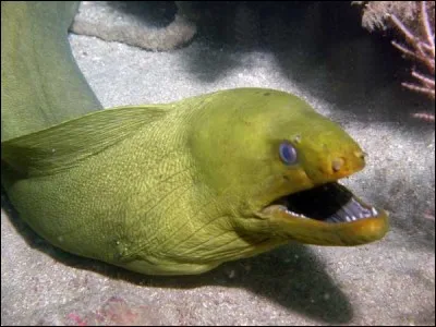 Cet animal se trouve dans les fonds sous-marins.
C'est :