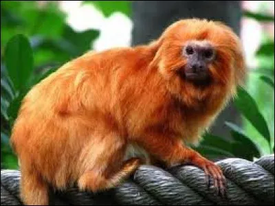 Cet animal se trouve dans la forêt tropicale humide du Brésil.
C'est :