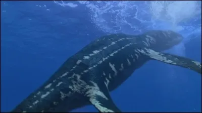 Quel reptile marin aurait pu manger Baryonix ?