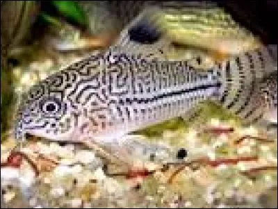 Dans mon aquarium je souhaite mettre des corydoras ; combien faudrait-il en mettre au minimum ?