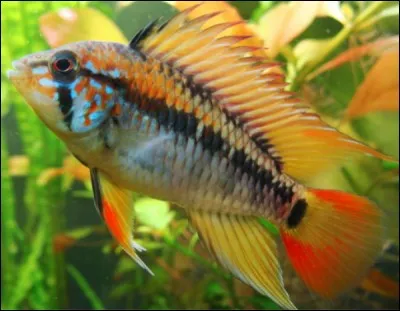 Quel est ce poisson ?