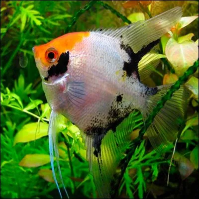 J'ai un aquarium de 150 L et je souhaite mettre des scalaires...