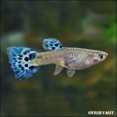 Quel est le nom scientifique du guppy ?