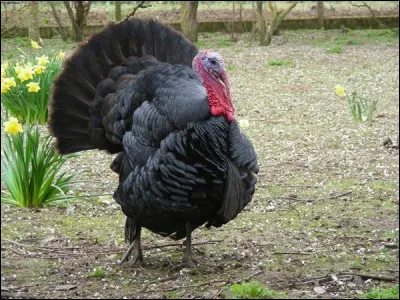 Quel est le nom de cet animal ?