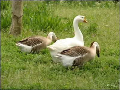 Quel est le nom de cet animal ?