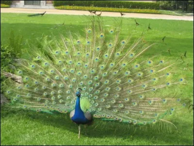 Quel est le nom de cet animal ?