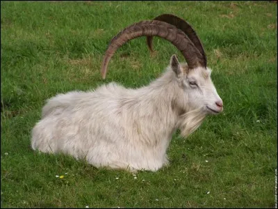 Quel est le nom de cet animal ?