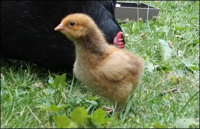 Quel est le nom de cet animal ?