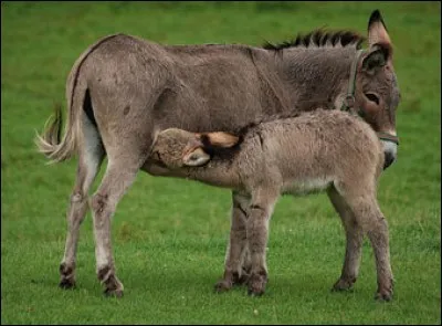 Quel est le nom de cet animal ?
