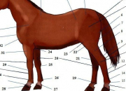 Quiz La morphologie du cheval