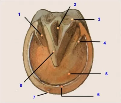 Comment s'appelle la partie désignée par le numéro 8 ?
