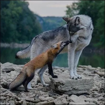 C'est un loup et un renard !