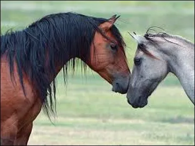 Il y a un cheval à la robe baie et un autre à la robe blanche !