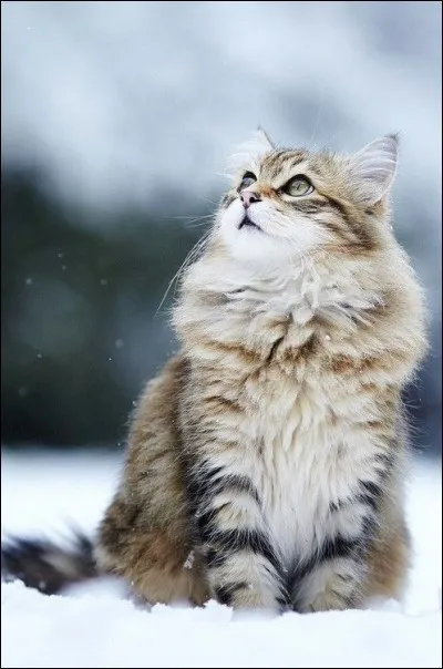 Le chocolat est toxique pour les chats !