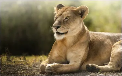 Le chocolat est toxique pour les lions !