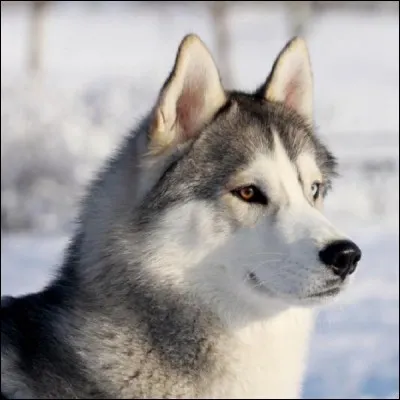 Les chiens peuvent faire des bonds allant jusqu'à 2 mètres de haut !