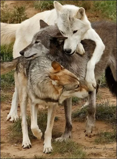 Ce sont des chiens !