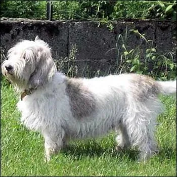 Quel est le pedigree de ce chien ?