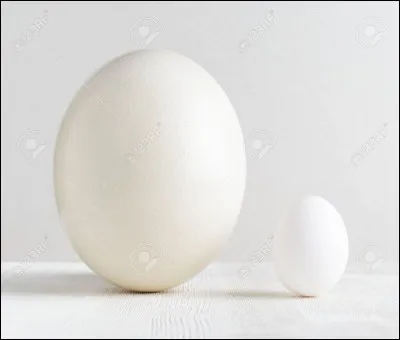 Quel mammifère pond des ufs ?