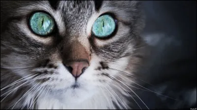 Quelles couleurs voit le chat ?