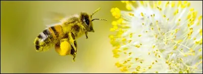 Combien d'yeux ont les abeilles ?