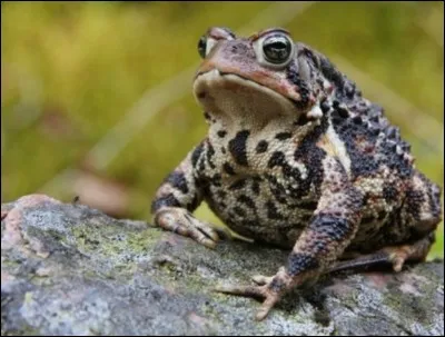 Comment s'appelle la femelle du crapaud ?