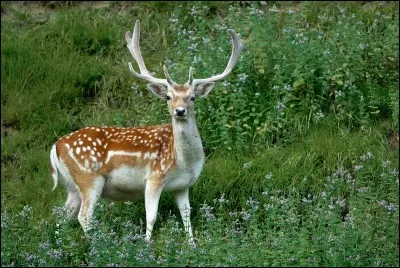 Quel est le cri du daim ?