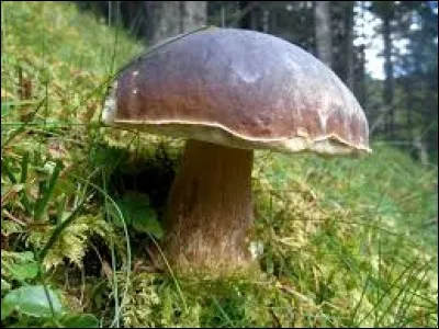 Et quand ferez-vous une belle cueillette de cèpes de Bordeaux ?