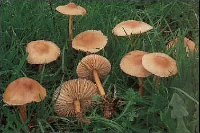 Quand trouverez-vous les marasmes des oréades ?