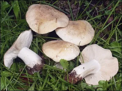 En quelle saison trouverez-vous les tricholomes de la Saint-Georges ?