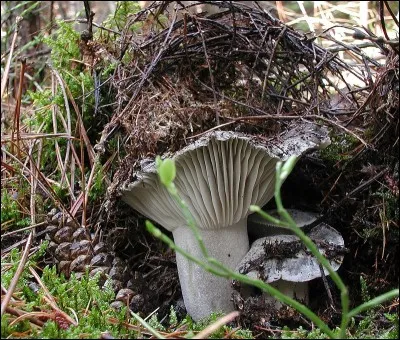Quand ferez-vous une omelette avec ces champignons ?