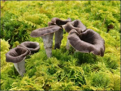 À quelle époque cueillerez-vous ces excellents champignons très parfumés ?
