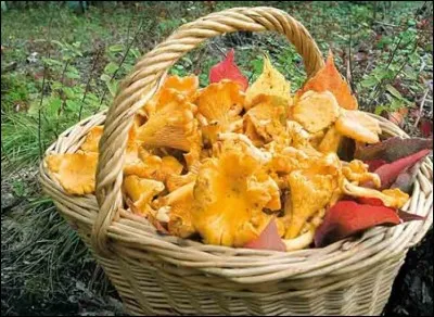 Quelle est la saison des girolles ?