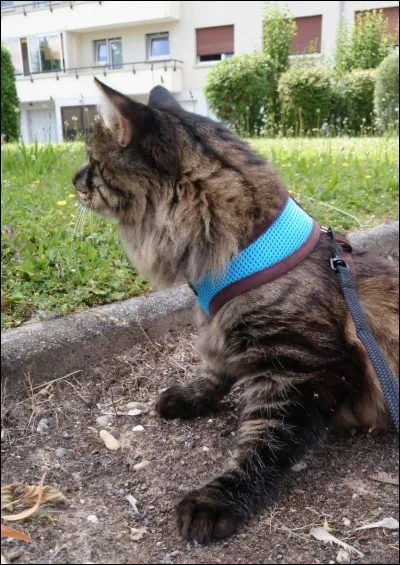 Quand tu vois un chat dans la rue (tenu en laisse), est-ce que tu ne peux t'empêcher de le regarder et de miauler à son intention ?