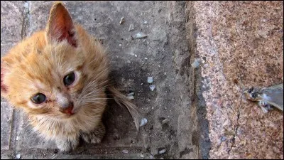 Que penses-tu quand tu vois un chat dans la rue, abandonné.