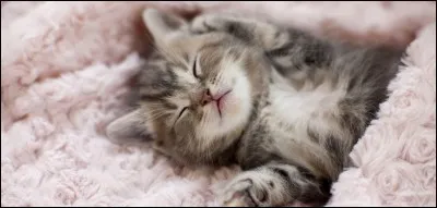 As-tu un chat ou plusieurs chats chez toi ?