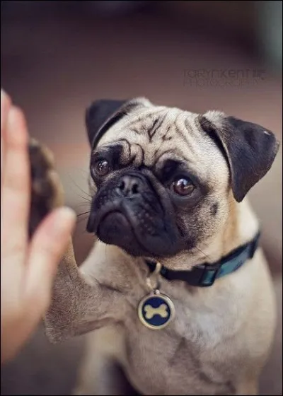 Devine la race de ce chien.