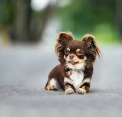 Devine la race de ce chien.