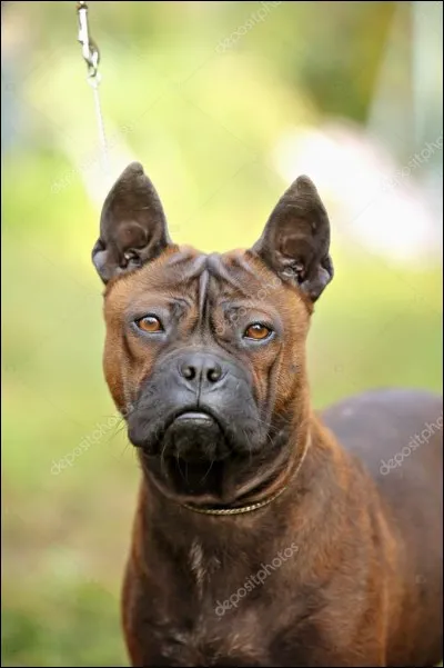 Devine la race de ce chien.